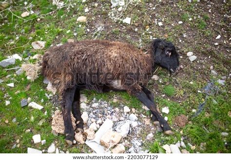 1,242 Rotting Carcass Images, Stock Photos & Vectors | Shutterstock