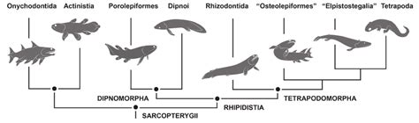 Sarcopterygian phylogeny. Simplified phylogenetic relationships of... | Download Scientific Diagram