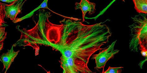 Confocal Imaging