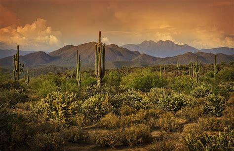 The Beauty of the Sonoran Desert by Saija Lehtonen | Sonoran desert, Landscape art, Picturesque