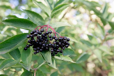 Elderberry and Cancer - Cancer Therapy Advisor