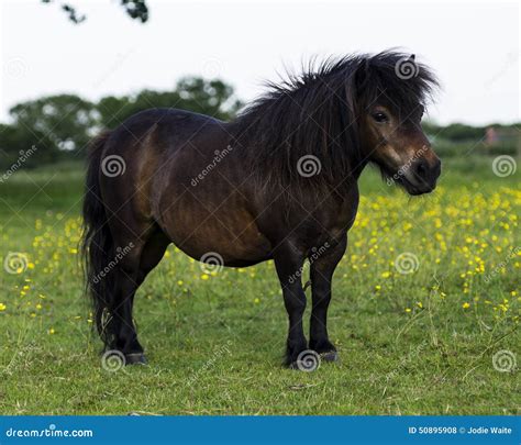 Bay Miniature Shetland Pony Stock Photo - Image: 50895908