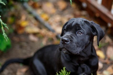 Cane Corso Puppies: Photos & Facts