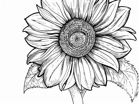 Free Sunflower Coloring Pages