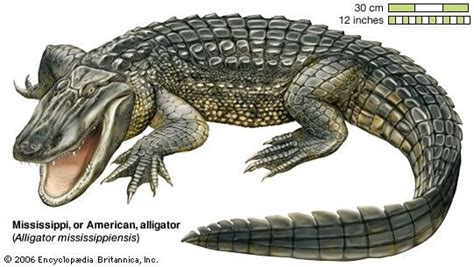 alligator - Kids | Britannica Kids | Homework Help