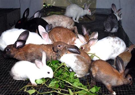 Rabbit Farming, Rearing - A Complete Project Guide | Agri Farming