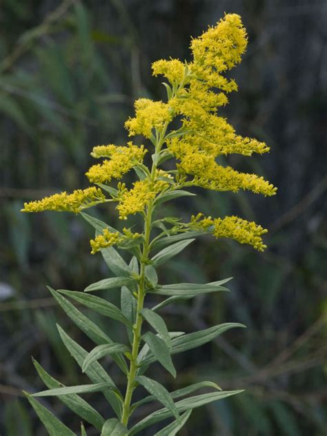 Solidago altissima (Tall Goldenrod) - World of Flowering Plants