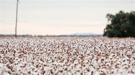 Oklahoma Cotton Farmers Lose Fields To Drought, Experts Still Expect Good Harvest | KOSU