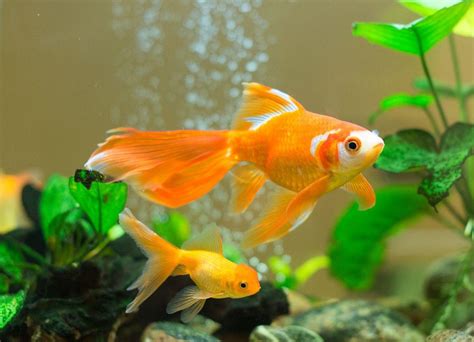 Goldfish Wallpapers - Wallpaper Cave