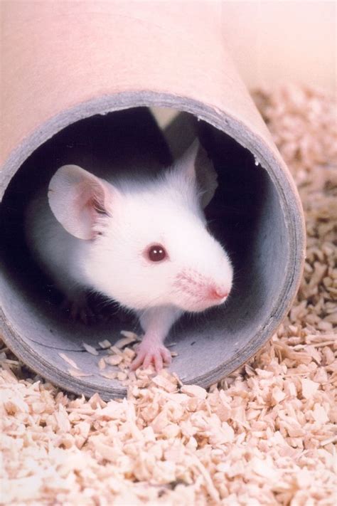 The Welfare of Lab Animals Should Be Considered Every Day, Not Just Once a Year | HuffPost UK