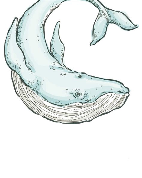 Blue Whale Drawing at GetDrawings | Free download