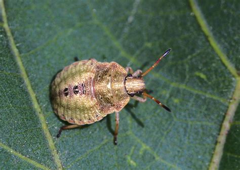 Stink Bugs: Got Pests? : Board of Pesticides Control: Maine DACF