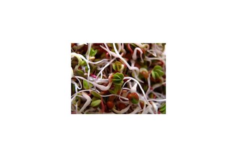 Radish Sprouts | Sproutpeople