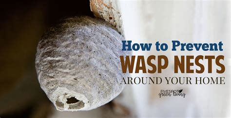 How to Prevent Wasp Nests - Five Spot Green Living