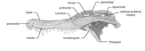 Biology of the Reptilia: Reptiles Lab 3 - Crocodylia (Serna & Thompson)