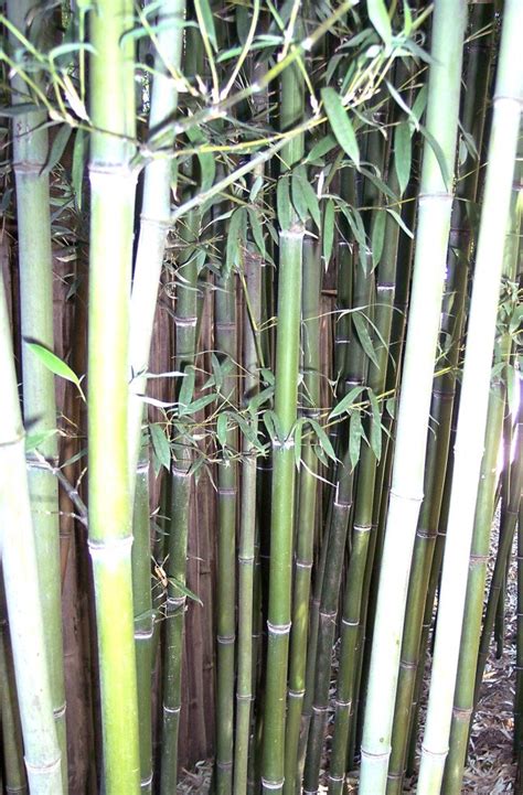 Types of Bamboo Plants | Bamboo Plants HQ