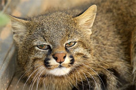 Gatos selvagens - Conheça os mais raros