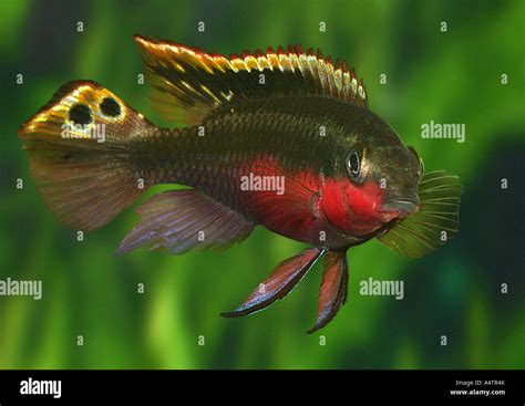 cichlid / Cichlidae Stock Photo, Royalty Free Image: 11121762 - Alamy