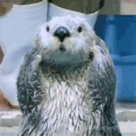 Ok Otter GIF - Ok Otter Clap - Discover & Share GIFs