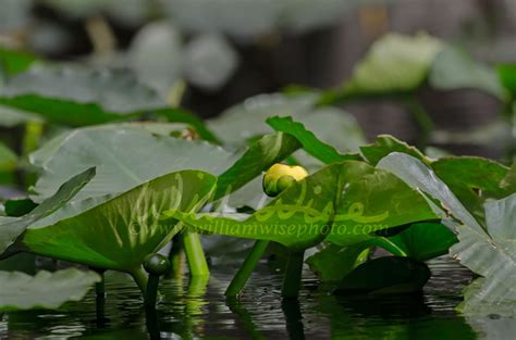 Plants of the Okefenokee Swamp - WILLIAM WISE PHOTOGRAPHY