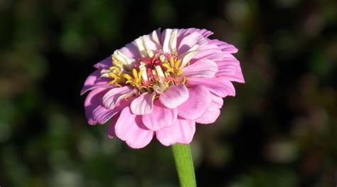 Zinnia Flower – Meaning, Symbolism and Colors