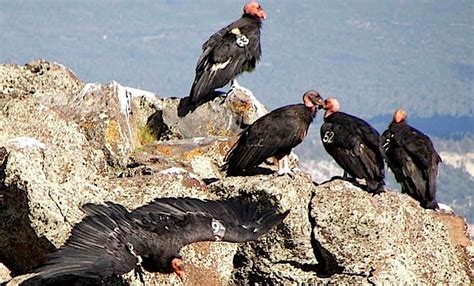 Zion National Park Wildlife | National Parks Traveler