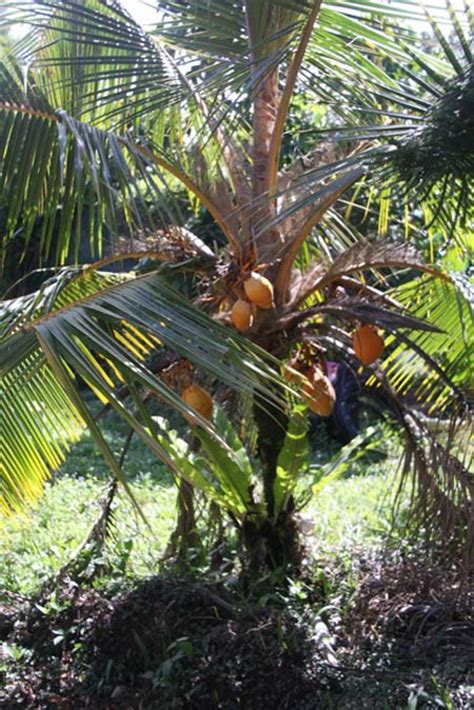 Dwarf Coconut Nursery