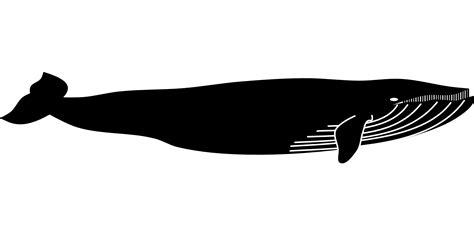 Blue whale Marine mammal Animal - whale png download - 1920*960 - Free Transparent Whale png ...