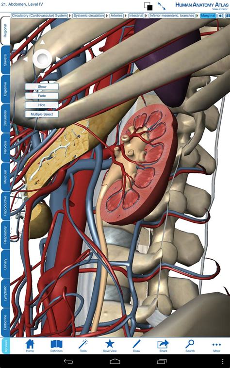 Visible body 3d human anatomy atlas 2 free download - stashokxxx