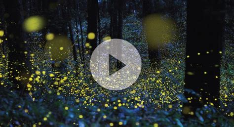 How do fireflies glow? - Morgridge Institute for Research