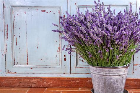 ¿Cómo cuidar la lavanda? Consejos para mantenerla siempre radiante ...