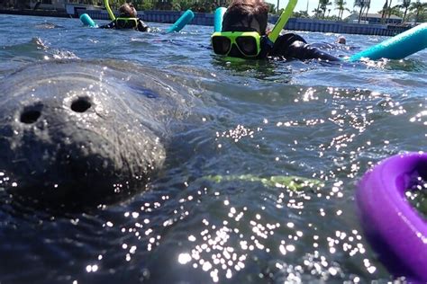 Crystal River Private Manatee Snorkeling Tour with Photos 2023