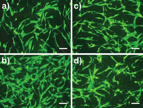 Representative fluorescence images showing cell morphology and the ...