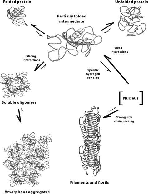 Model representing the formation of amyloid fibrils and amorphous... | Download Scientific Diagram