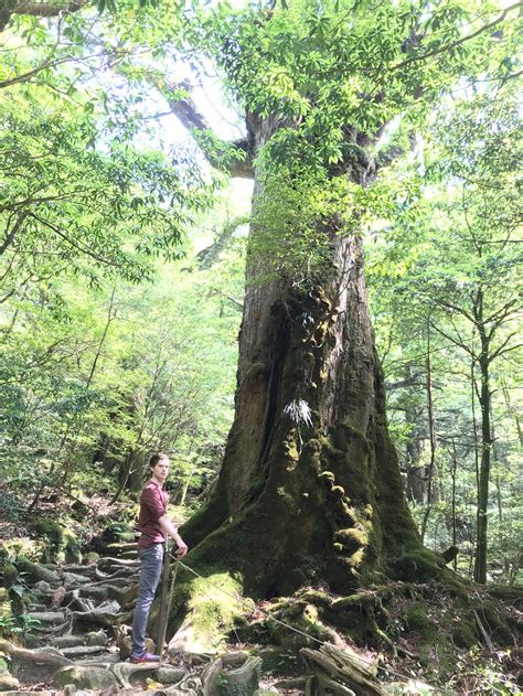 Yakushima National Park – Dhamma Flow