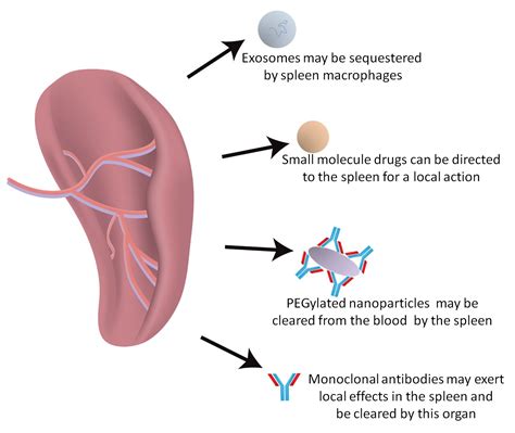 IJMS | Free Full-Text | Emerging Role of the Spleen in the Pharmacokinetics of Monoclonal ...