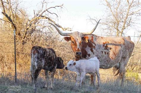 100 Years of Texas History with Texas Longhorn Cattle in Texas