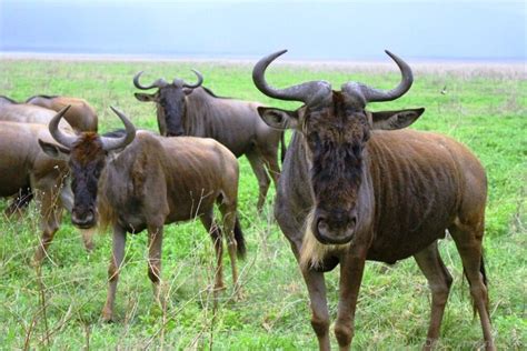 Group Of Gnus - DesiComments.com