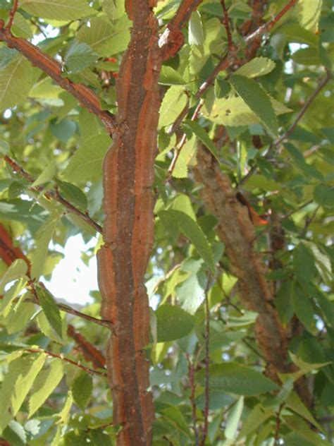 For the Love of Trees: Winged Elm - San Marcos Greenbelt Alliance