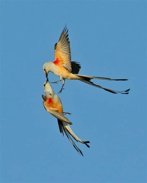 Scissor tail Flycatchers Keller, Texas... - Randall Patterson | Flycatcher, Animals, Beautiful birds