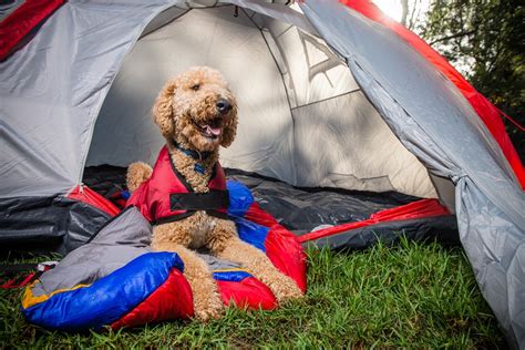 All That You Need To Consider To For Camping With Your Dogs - Instant ...