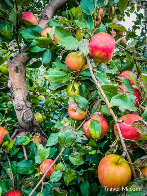 BEST Michigan Apple Orchards, Apple Picking, U Pick | Visit This Year