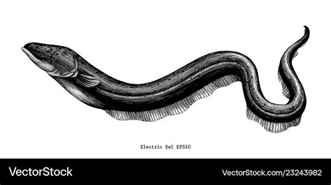 Electric eel hand drawing vintage engraving Vector Image