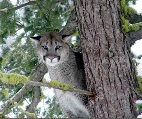 Cougars in Concrete - Concrete Chamber of Commerce