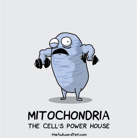 Mitochondria-The cell organelle that is surrounded by 2 membranes and ...