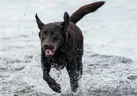 Video of Excited Labrador Going Out to Visit His Duck Friends in the ...