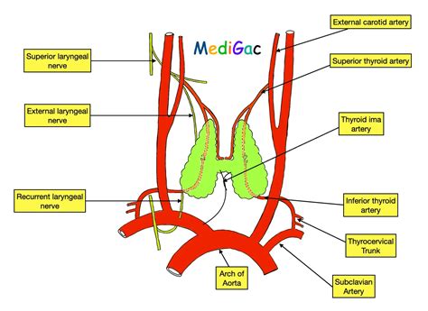 Let’s Know about the Thyroid gland anatomy – MediGac