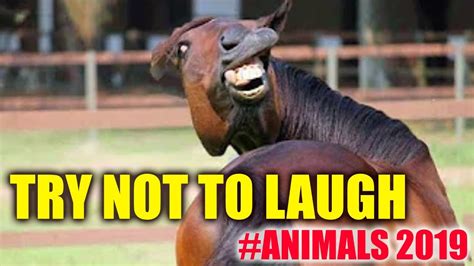 Try not to laugh animals impossible 2019 😵 - YouTube