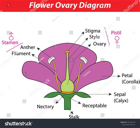 Flower Ovary Diagram