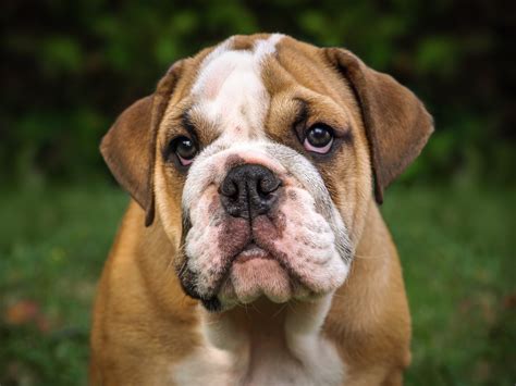 English Bulldog Training Tips | Canna-Pet®